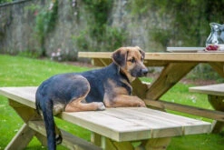 Alexander Rose Pine Farmers Garden Table 1.9m -Outdoor Grill Shop alexander rose pine farmers garden table lifestyle 1 15215.1627976288